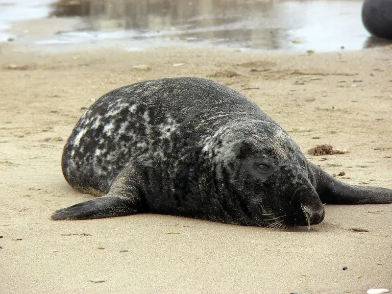 Jungnamensand Sandbank für Robben und Vögel.