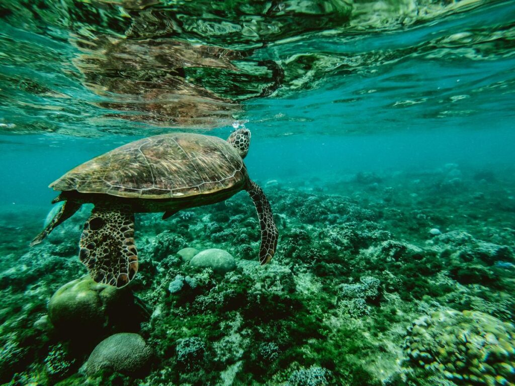 Wildlife beim Lummensprung Helgoland beobachten