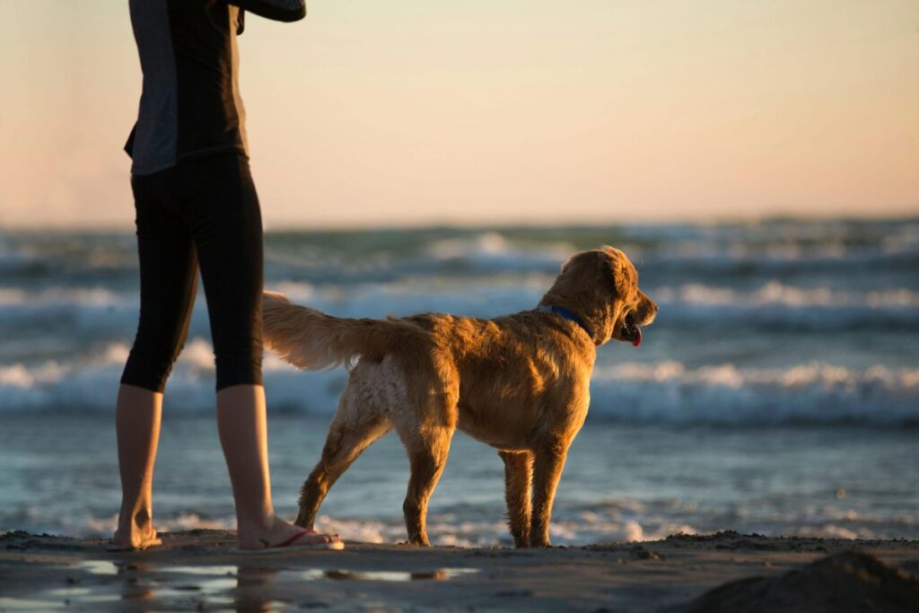 Hund am Strand auf Sylt mit Hund.