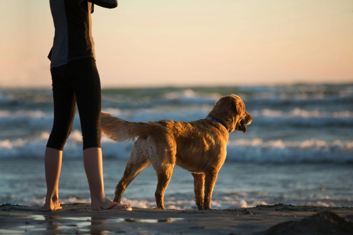 Hund am Strand auf Sylt mit Hund.