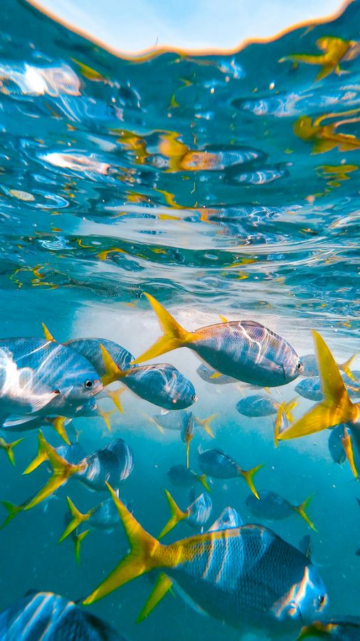 Kegelrobben auf Helgoland in ihrer natürlichen Meeresumgebung