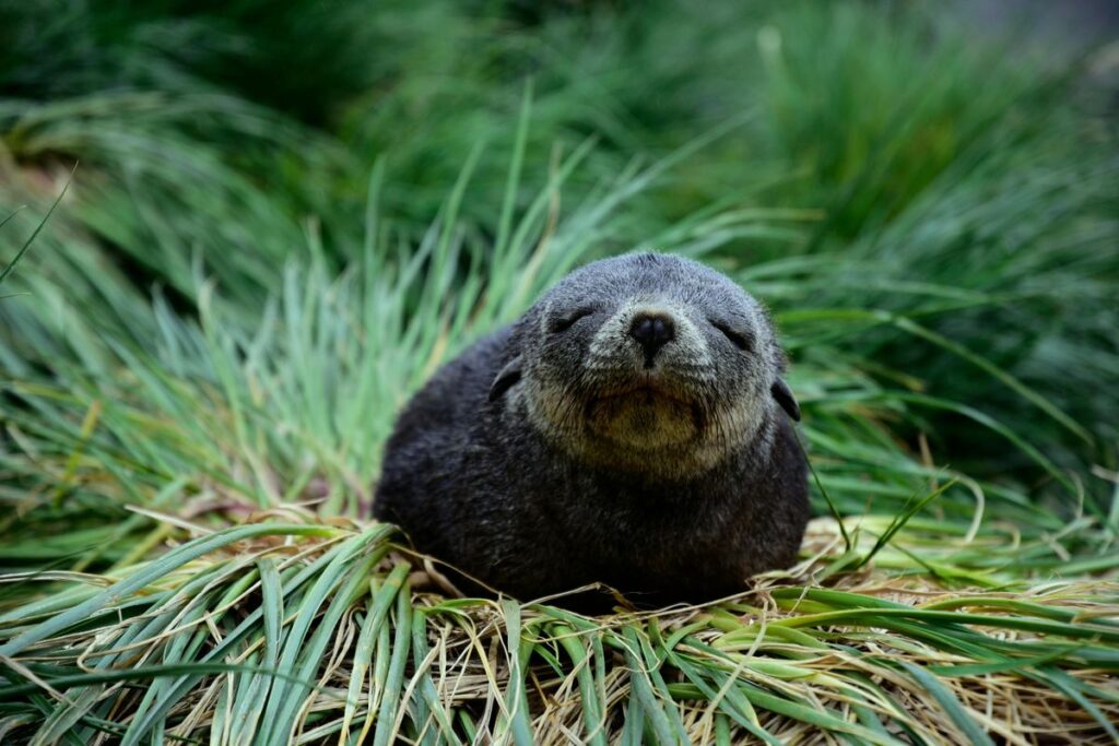 Kegelrobben auf Helgoland in ihrem natürlichen Lebensraum am Strand.