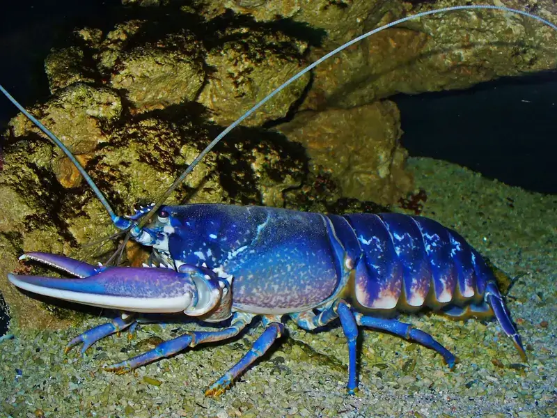 Der europäische Hummer im Helgoländer Gewässer.