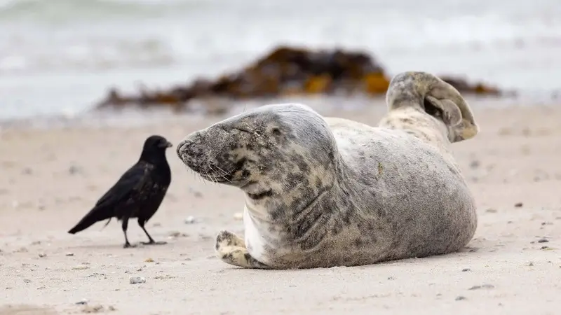 Eine Kegelrobbe mir einem Vogel auf Helgoland.