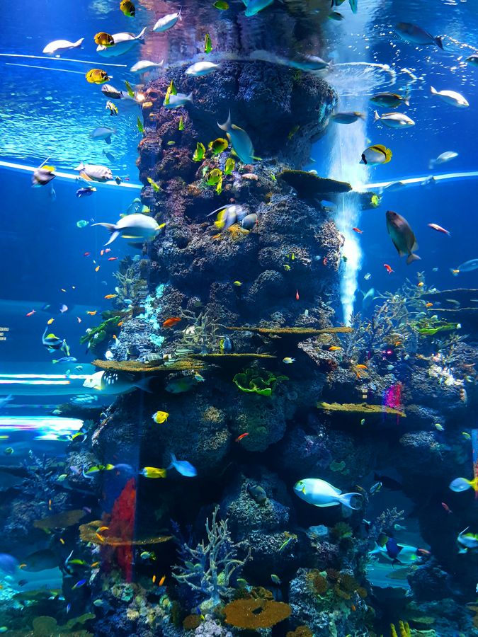 Aquariumansicht im Artikel über Sylt Aquarium Erfahrungen