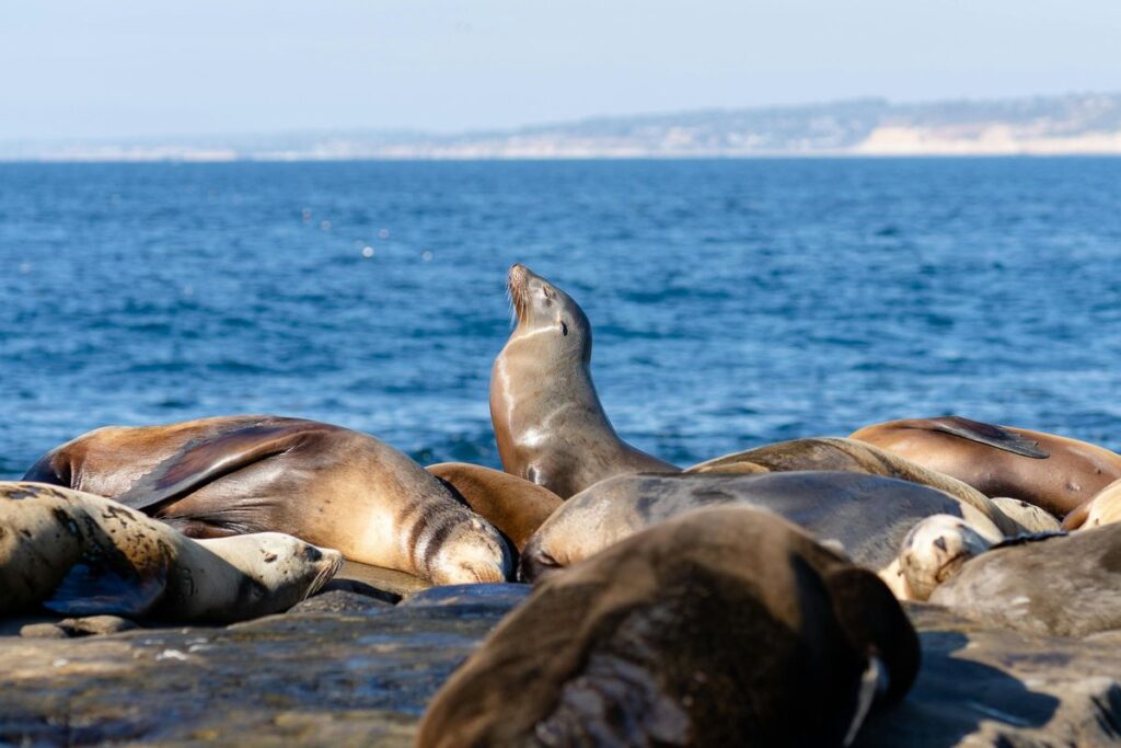 Kegelrobben auf Helgoland am Strand liegend.