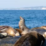 Kegelrobben auf Helgoland am Strand liegend.