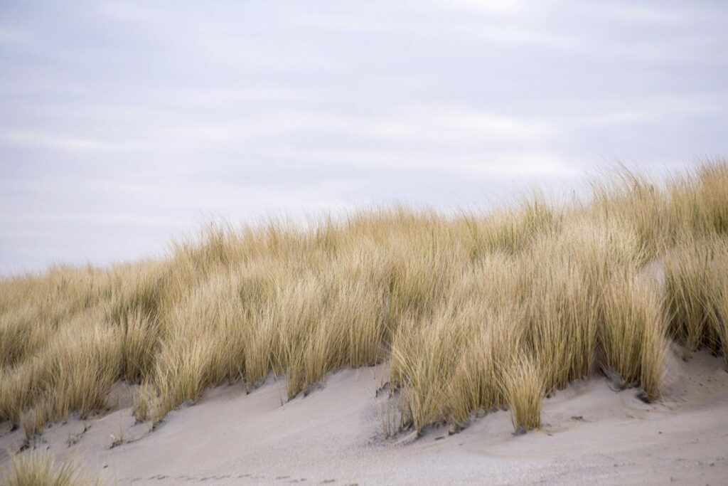 Dünenlandschaft auf Sylt