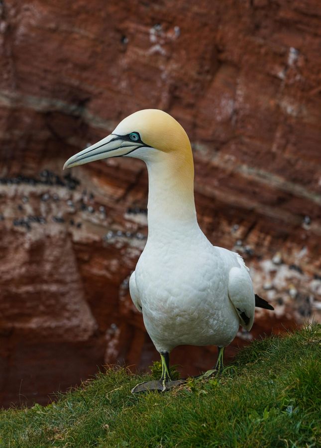 Helgoland Sehenswürdigkeiten: Natürliche Tierwelt auf Helgoland.