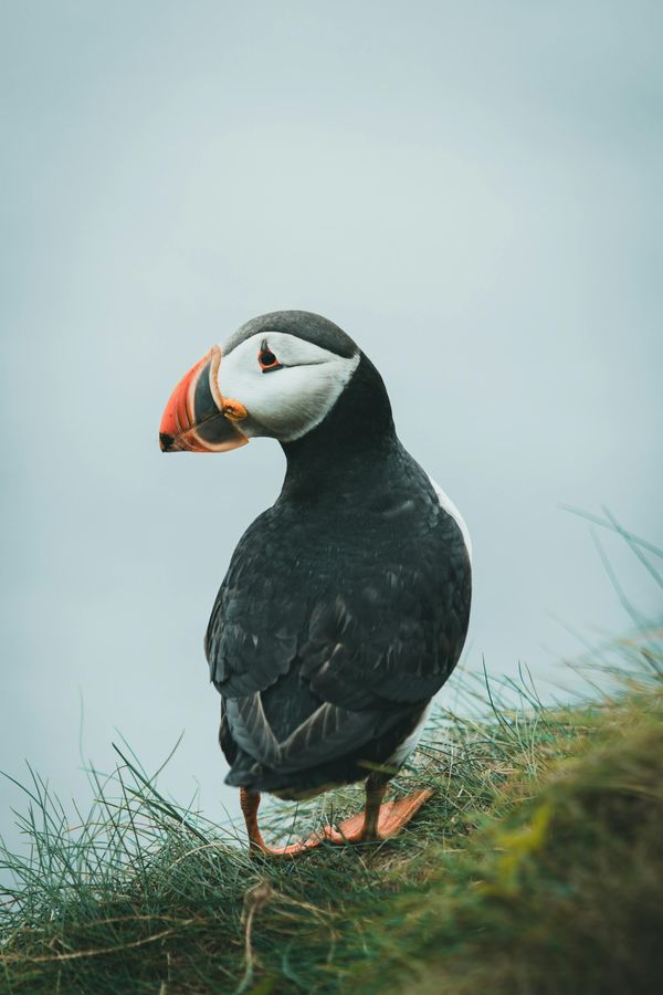 Seevogel beim Lummensprung Helgoland auf der Klippe.