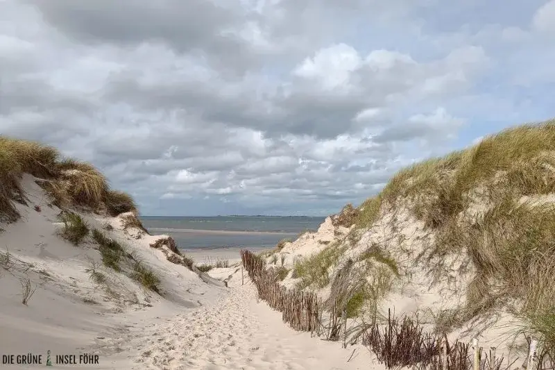 Dünenweg zum Strand bei bewölktem Wetter auf Amrum.