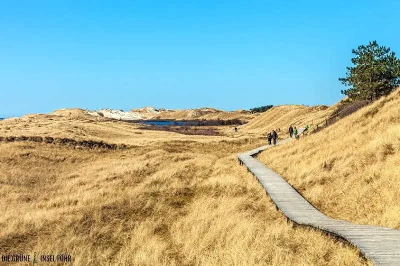 Ein Wanderweg durch die Dünen Amrums.