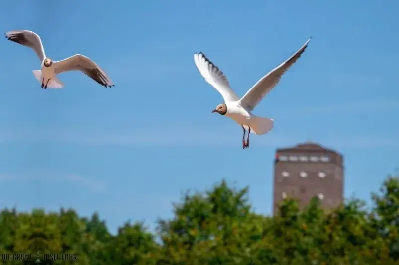 Zwei Möwen fliegen vor dem Wasserturm auf Norderney.