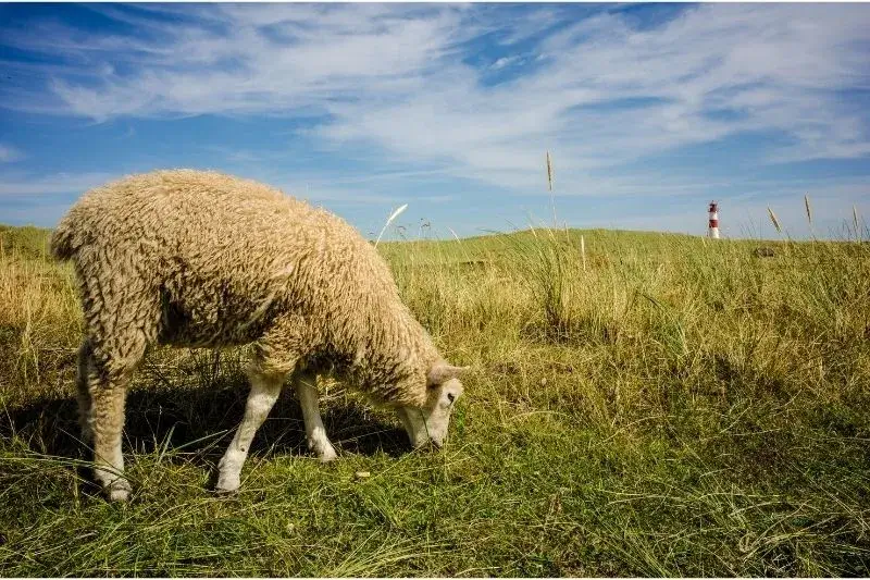 Ein Schaf auf Sylt frisst Gras.